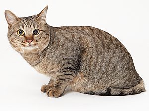 動物プロダクション エムドッグス ペットモデル 日本猫 ルイ