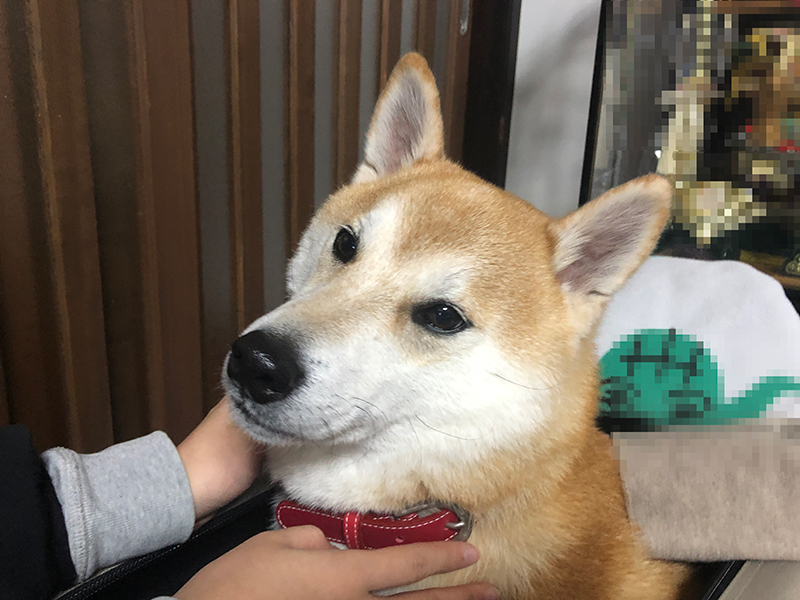 ペットモデル 柴犬「十太郎」くんと CM撮影に盛岡へ | ペットモデル