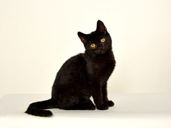 銀座黒猫物語にペットモデル「くろまめ」が出演 | タレントｌペット