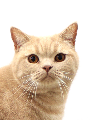 ブリティッシュショートヘア ペットモデル 動物プロダクション エムドッグス ペットモデル タレント犬 タレント猫